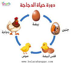 رسم دورة حياة الحيوانات للاطفال مراحل نمو الحيوان بالصور بالعربي نتعلم animal life cycles life cycles biology for kids