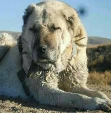 Kangal The Strongest Dog In The World Kangal Sivas Turkey Dogpictures Dogs Aww Cuteanimals Dogsoftwitter Dog Cute In 2020 Kangal Dog Huge Dogs Big Dog Breeds