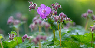 Image result for Chlorophytum macrorrhizum