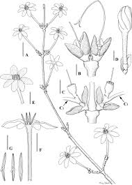 Image result for Belonophora coffeoides