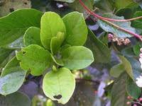 Image result for Tetracera alnifolia