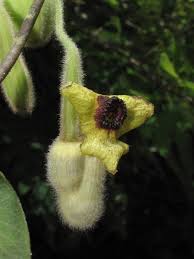 Image result for Isoberlinia tomentosa