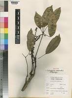 Image result for Astropanax goetzenii