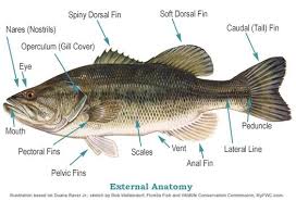 Black And White Striped Fish Florida Fish Anatomy Internal External Anatomy Of A Fish Fish Anatomy Fish Fish Fin
