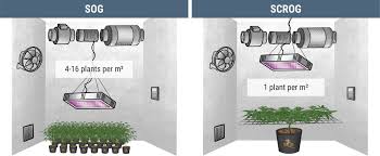 Plan to light flowering and fruiting plants for 16 to 18 hours a day. How Many Cannabis Plants Can You Grow Per Square Metre Calculators Inside Rqs Blog