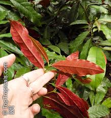 Image result for Excoecaria