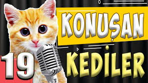 Konusan Kediler Ve Kopekler 19 En Komik Videolar Ulusal24 Com Turkiye Nin Ulusal Haber Merkezi
