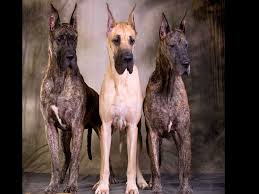 Great danes are gentle giants and a loving family dog, friendly and energetic. Teulu S Great Danes Puppies For Sale