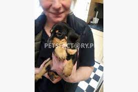 Pakistan, the united states, and an epic history of misunderstanding. Buy Dachshund Dogs Sell Dachshund Dogs Buy Dachshund Dogs Online In Pakistan Dachshund Dogs For Sale And Purchase