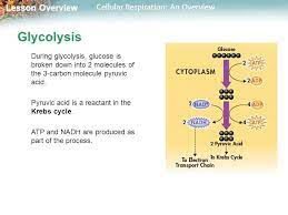Glucose gets broken into 2 pyruvic acids during glycolysis. Lesson Overview Lesson Overview Cellular Respiration An Overview Lesson Overview 9 2 The Process Of Cellular Respiration Ppt Download