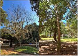 Image result for Triplochiton zambesiacus