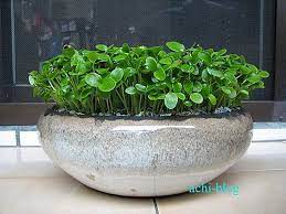 茄冬 大盆種子盆栽 ㄚ啟的部落格 痞客邦 planters planter pots pot