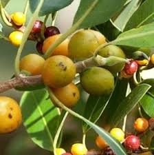 Image result for Ficus obliqua