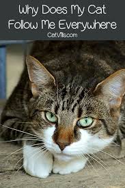 Why Does My Cat Follow Me Everywhere Catvills Cats Pets Cat Behavior