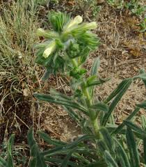 Image result for Cystostemon hispidissimus