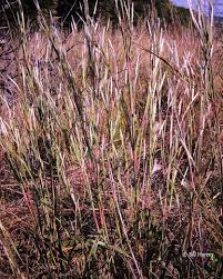 Image result for Andropogon schirensis
