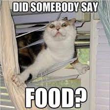 Cat Food Memes Food Cats Lol Funny Animal Pictures Funny Pictures Funny Animals
