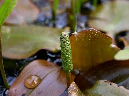 Image result for Potamogetonaceae