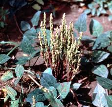 Image result for Striga gesnerioides