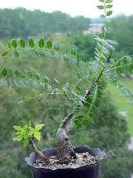 Image result for Smodingium