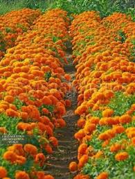 Pin De Sonnenschein Em Fleurs Jardim Do Mundo Belas Flores Jardim