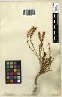 Image result for Hebenstretia dentata