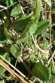 Image result for Dipsacus pinnatifidus