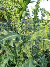 Image result for Carduus nyassanus