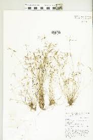 Image result for Bulbostylis oritrephes