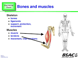 Types of muscles bones and muscles yoga anatomy. Injury To Muscles Bones And Joints Ppt Download