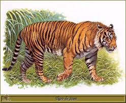 korean tiger art animal art r dallet javan tiger panthera tigris sondaica javan tiger tiger images cat species