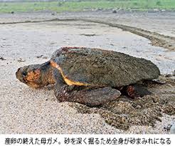 未来に残したい ウミガメの来る砂浜 一宮ウミガメを見守る会 一宮町 シティライフ株式会社 千葉 県市原市で情報紙発行 印刷全般 広告 ホームページ制作