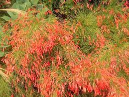 It does not do well outdoors at temperatures. Coral Fountain Horticulture Unlimited