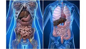 Nose, mouth cavity and pharynx, esophagus, gi tract, liver with gall bladder, pancreas and spleen. How To Make A Working Model Of Digestive System Study Mumbai