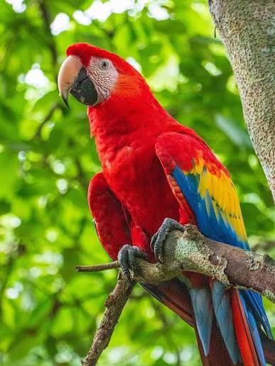 Guacamaya roja, ave nacional de Honduras