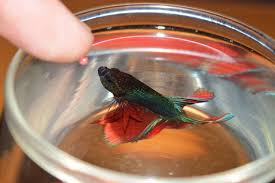 How To Teach Your Betta To Jump Betta Fish Betta Fish Toys Pet Fish