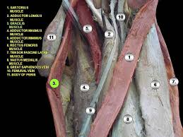 Image result for Laggera gracilis