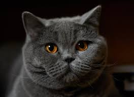 File A Two Years Old British Shorthair Cat Jpg Wikimedia Commons