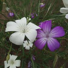 Image result for Agrostemma