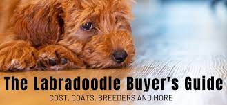 Phoebe is a gorgeous red f1 labradoodle. The Labradoodle Buyer S Guide Cost Coats Breeders And More