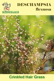 Image result for Avenella