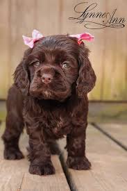 Puppy Cocker Spaniel Boxer Chien Chien Chat Cocker Americain