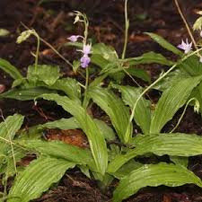 Image result for Calanthe