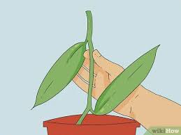 Once again, you're in for another long wait as the beans take about nine months to mature. How To Grow Vanilla With Pictures Wikihow