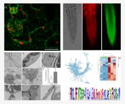 The lab classroom has multiple examples of plant, animal, and bacterial cells. Welcome To Plant Cell Structure And Function Lab Graphic Design Png Image Transparent Png Free Download On Seekpng