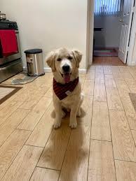 A forum community dedicated to golden retriever owners and enthusiasts. My Six Month Old Golden Retriever Goldenretrievers