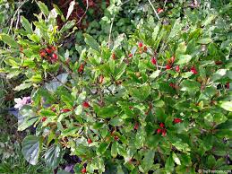 Image result for Synsepalum