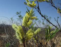 Image result for Elephantorrhiza elephantina