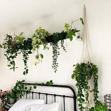 Whose Bedroom Looks Like This Via Reddit User U Han Aw Garden Gardeningideas Gardeningtips Room With Plants Bedroom Plants Hanging Plants Indoor