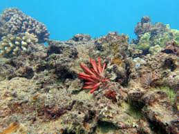 Visit the microsoft emeritus researchers page to learn about those who have made significant contributions to the field of computer science during their years at microsoft and throughout their career. Electric Beach Jd S Blog